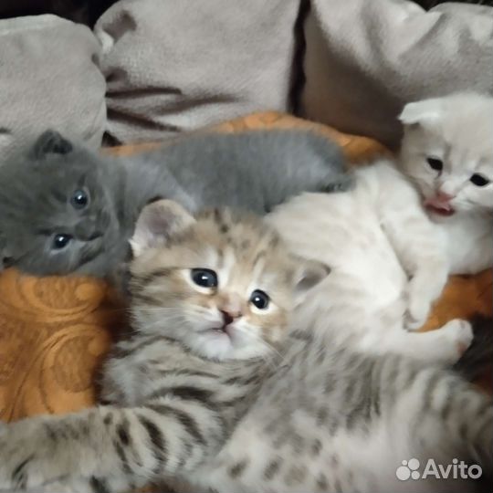 Котята