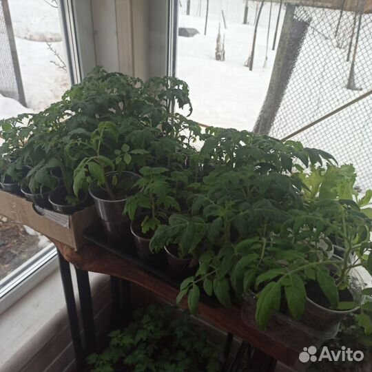 Рассада помидор для выращивания дома на окошке