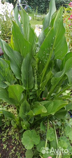 Клубни каллы