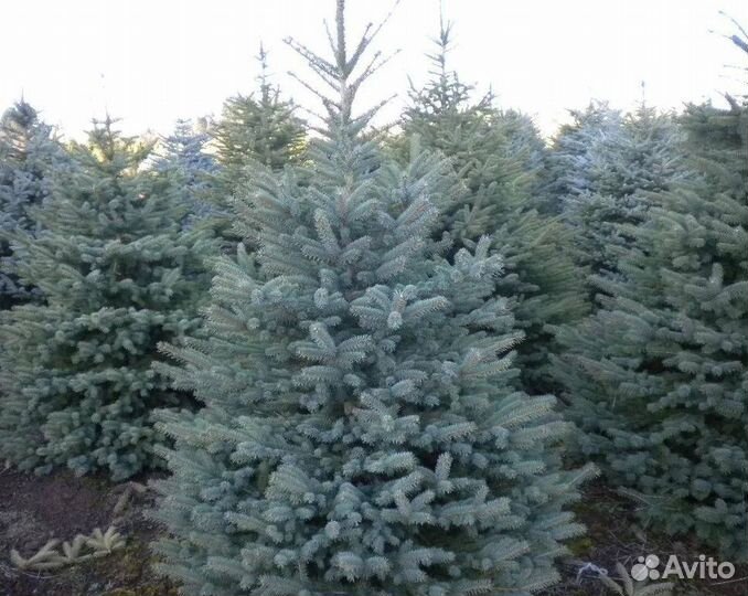 Ель голубая