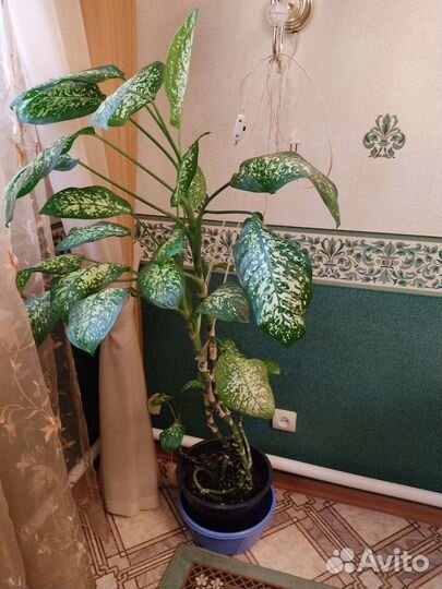 Диффенбахия