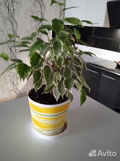 Фикус бенджамина