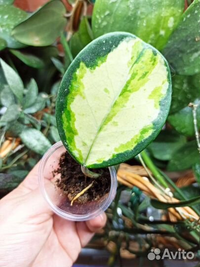 Хойя /Hoya Obovata var. Splash