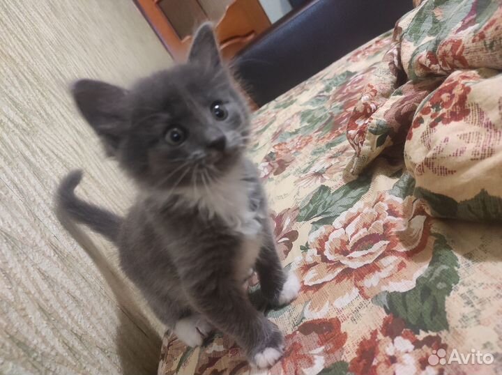 Котенок