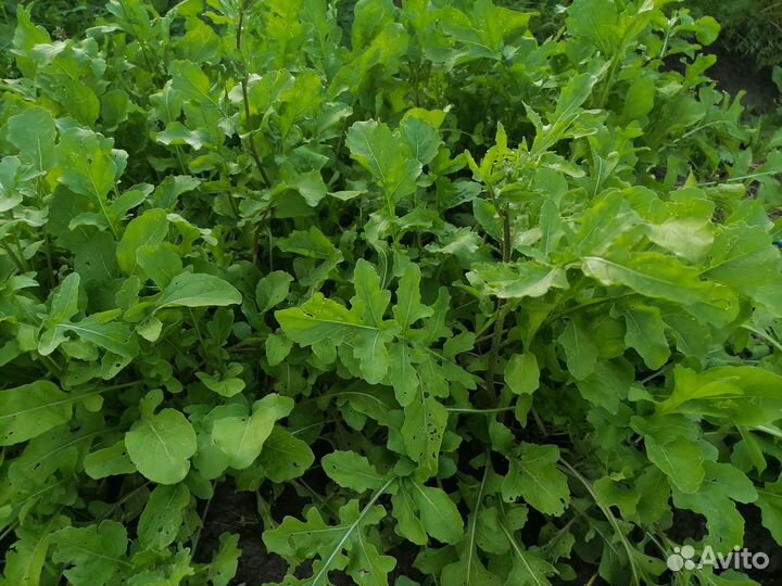 Руккола свежая