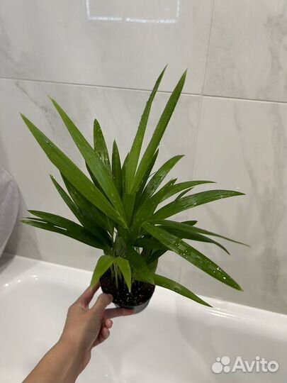 Пальма арека (дипсис)