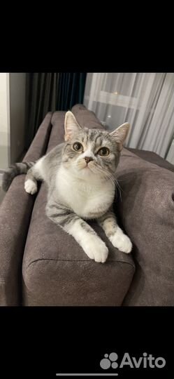 Кошечка в поиске
