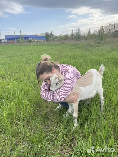 Продаю молоко козье