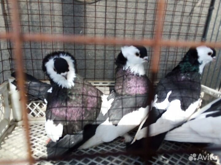 Голуби, продам венгерских киштинцев,выбор большой