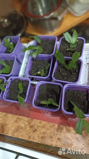 Декабрист Шлюмберга