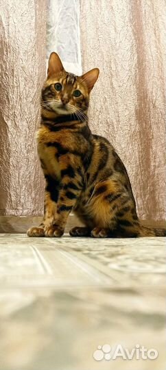 Бенгальские котята
