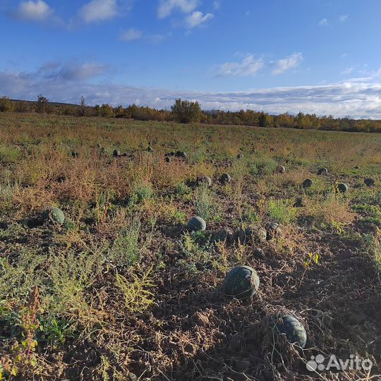 Арбуз икар,русская березка и тыква гитара