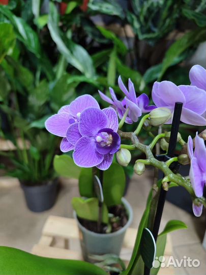 Орхидея фаленопсис Violet Queen