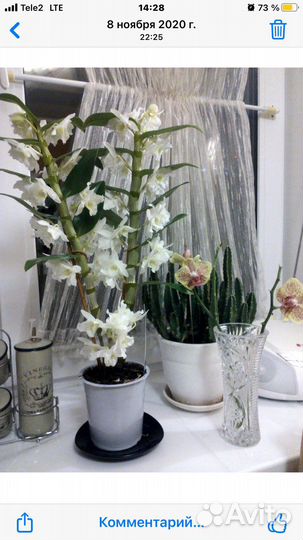 Орхидея дендробиум