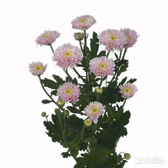 Хризантема Azami