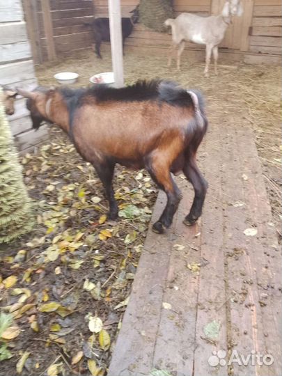 Козел на племя