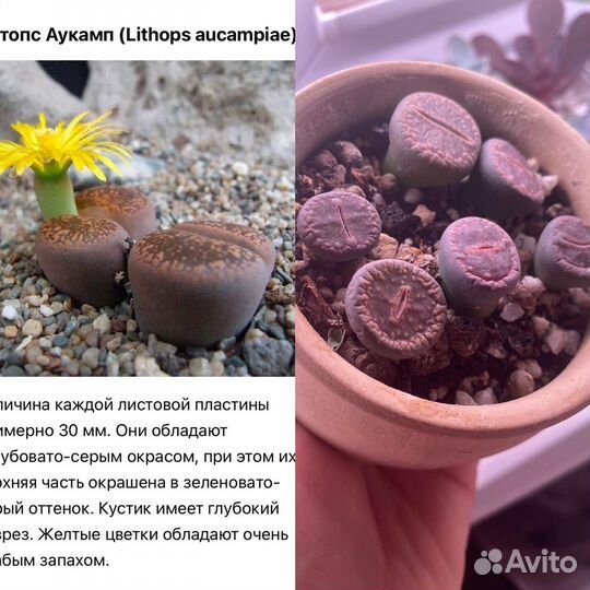 Продам литопсы