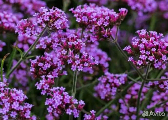 Вербена бонарская семена