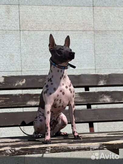 Кобель для вязки агт