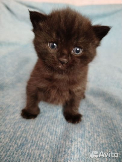 Шотландская кошка