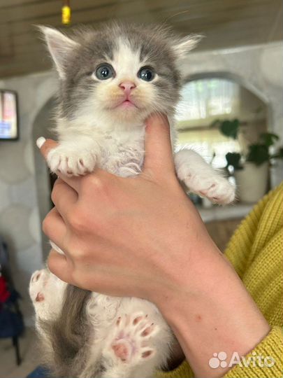 Котёнок мейн-куна