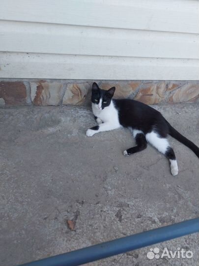 Кошки в добрые руки бесплатно