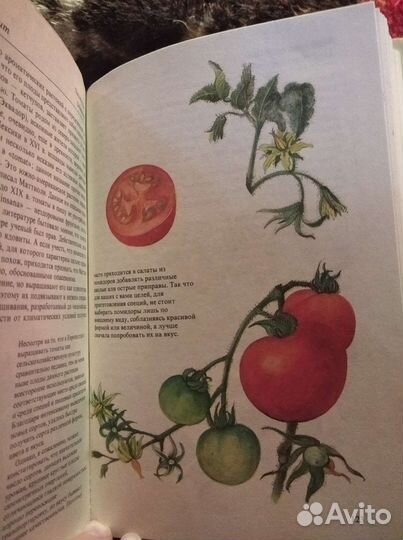 Специи и пряности