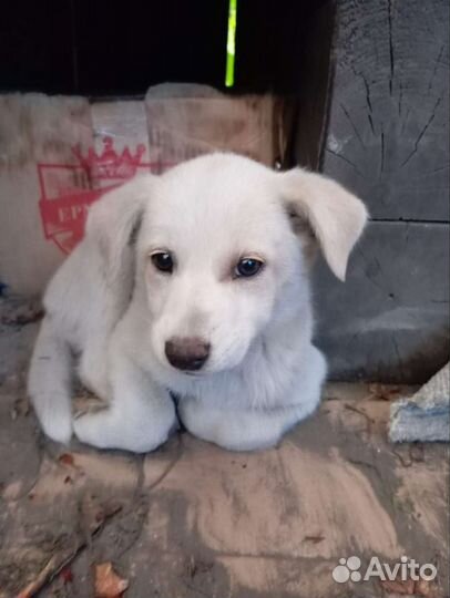 Щенок (девочка)