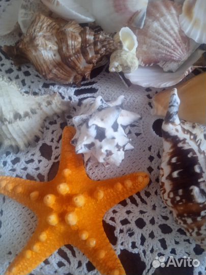 Набор ракушек
