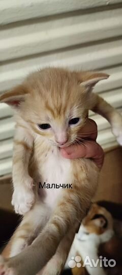 Отдам в добрые руки