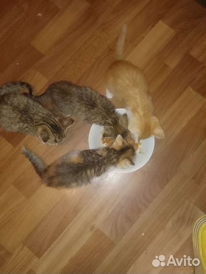 Спасите котят