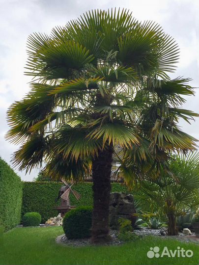 Пальма трахикарпус