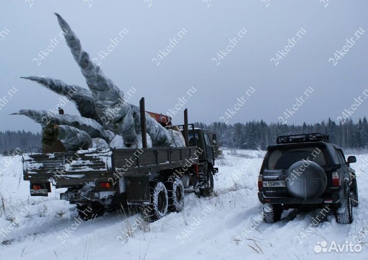 Дерево кедра