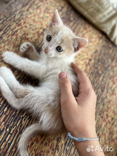 Котята в добрые руки бесплатно