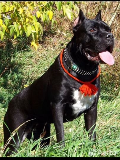 Оберег для собаки. Красный оберег для животных