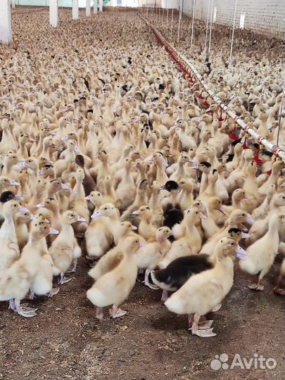 Птица подрощенная