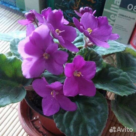 Комнатные цветы фиалки