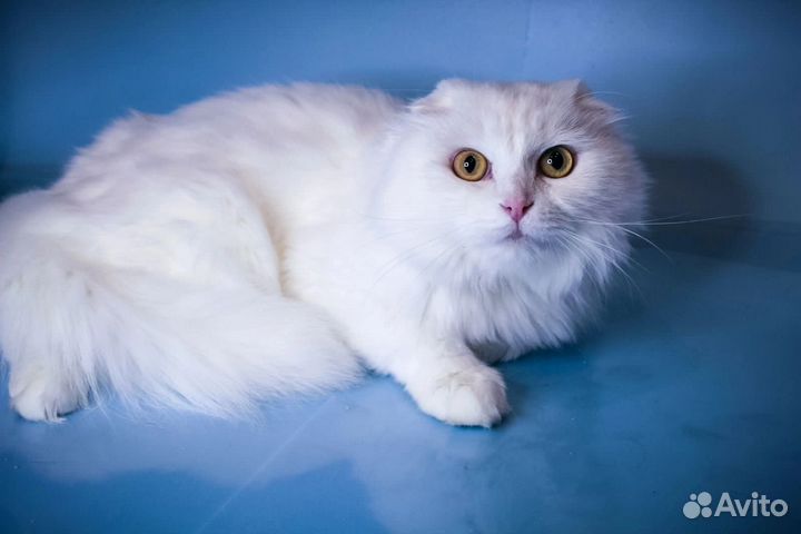 Вислоухий кот белый