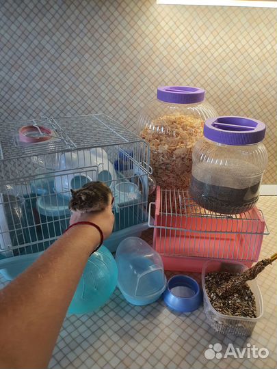 Клетка для джунгарского хомяка с хомяком