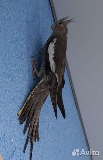 Птенец Кореллы