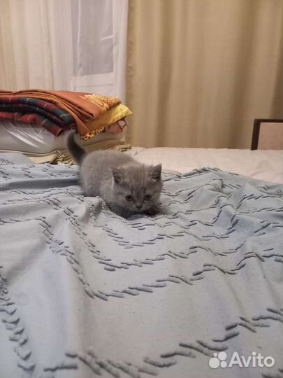 Британская кошка