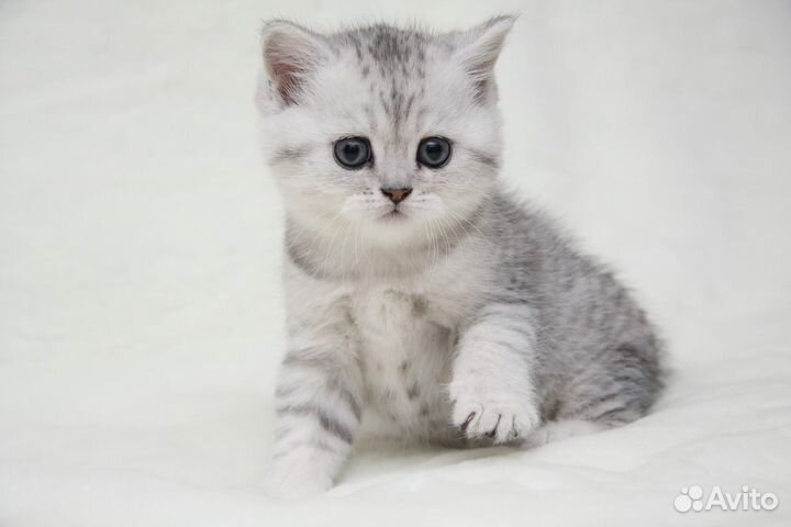 Серебристые котята
