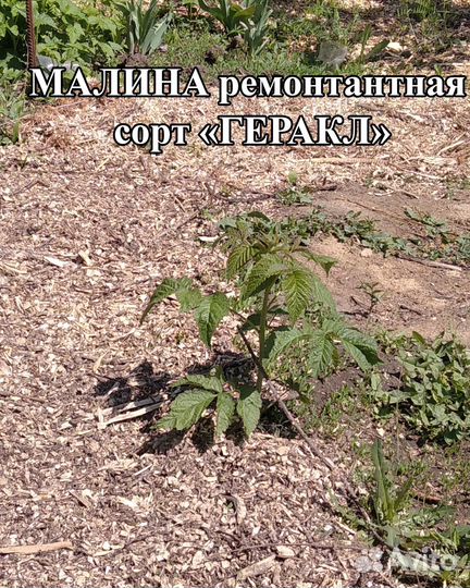 Саженцы