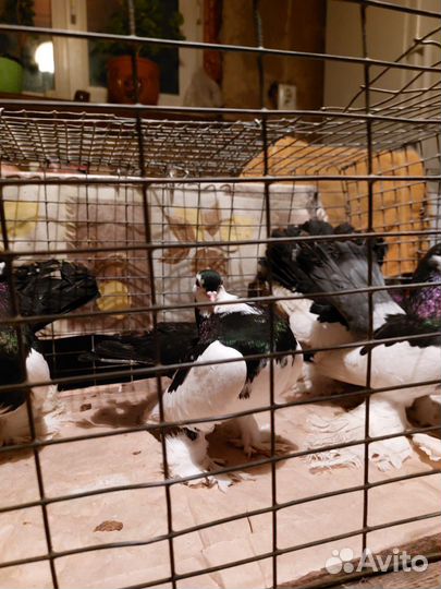 Продажа голубей