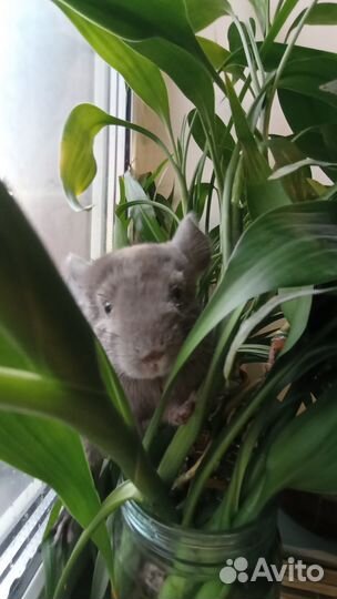 Серебристая шиншилла 