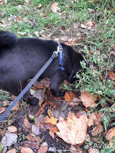 Черный мопс