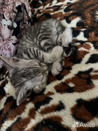 Котики бесплатно в добрые руки