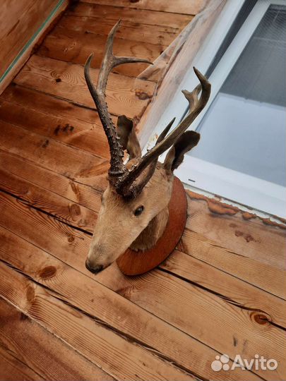 Чучело косули