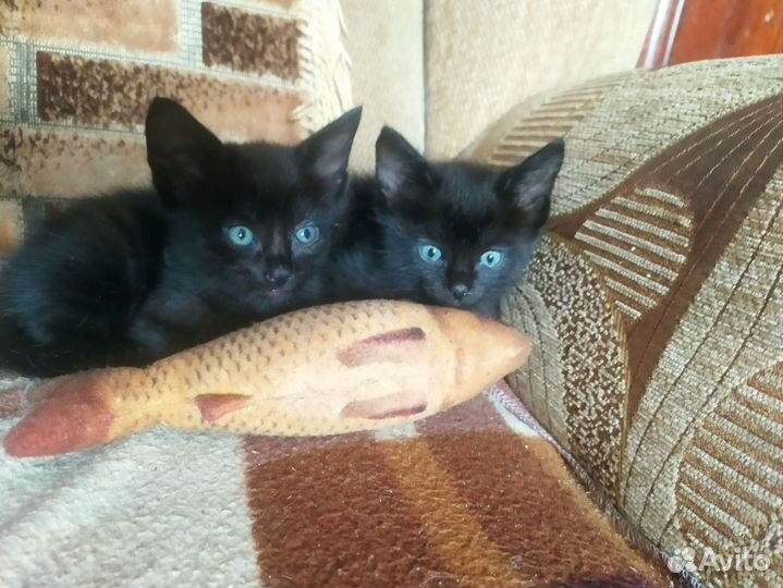 Котята