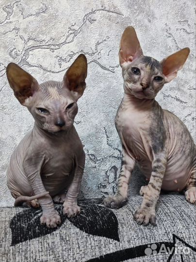 Донской сфинкс